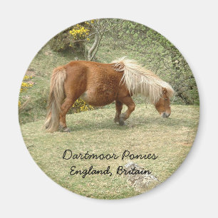 Imán Wild Dartmoor Pony, Inglaterra, Reino Unido (Magne