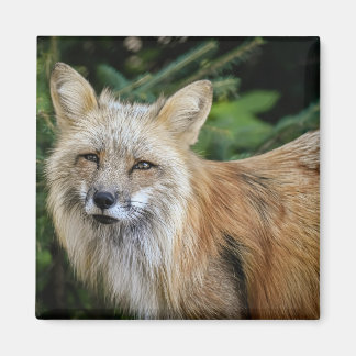 Imán Wild Fox