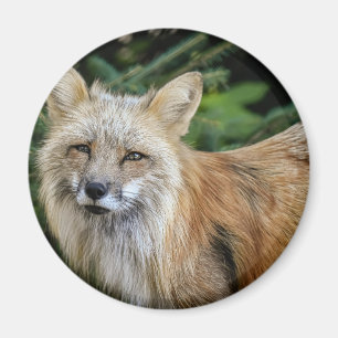 Imán Wild Fox