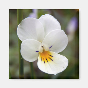 Imán Wild Pansy Magnet