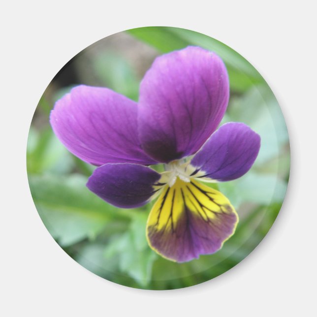 Imán Wild Pansy Magnet (Frente)