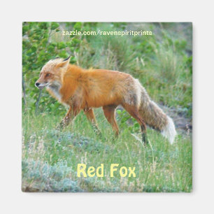 Imán Wild Red Fox Animal Wildlife Fun Magnet