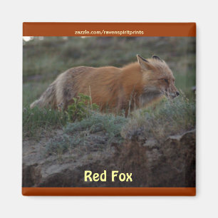 Imán Wild Red Fox Animal Wildlife Fun Magnet