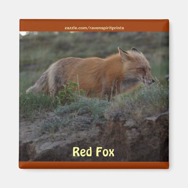 Imán Wild Red Fox Animal Wildlife Fun Magnet (Frente)