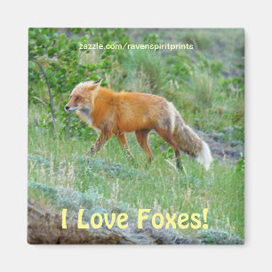 Imán Wild Red Fox-lover Animal Wildlife Art Magnet