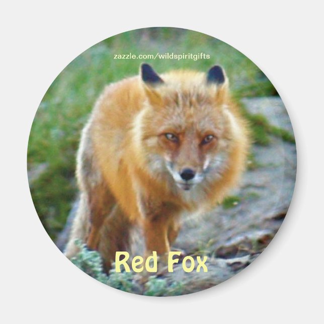 Imán Wild Red Fox Vixen Wildlife Art Magnet (Frente)