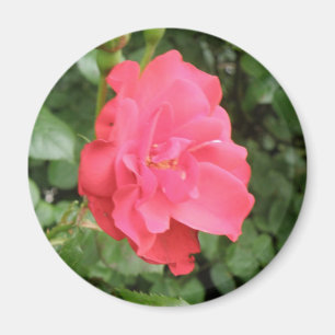 Imán Wild Rosa Magnet