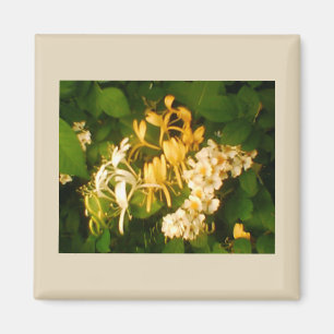 Imán Wild Rose Honeysuckle Refrigerator Magnet