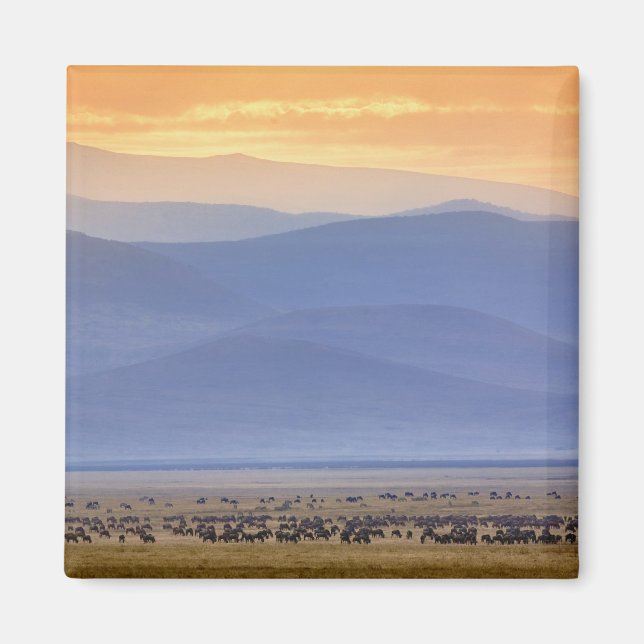 Imán Wildebeest durante la migración, Connochaetes (Frente)