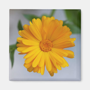 Imán Wildflower amarillo de la margarita del Gerbera