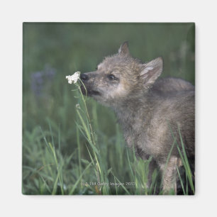 Imán Wildflower de la montaña el oler del perrito de