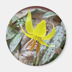 Imán Wildflower del lirio de trucha - americanum del