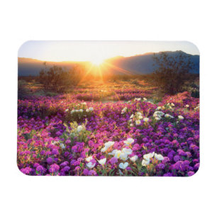 Imán Wildflowers at sunset   Anza-Borrego Desert