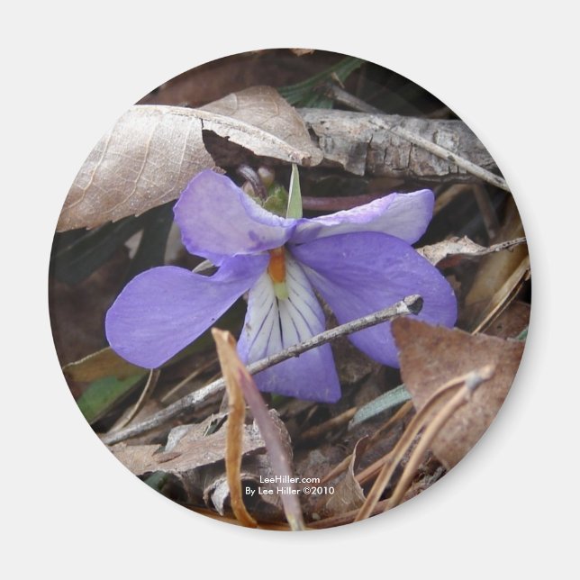 Imán WildFlowers Birds-Foot Violet Hot Springs AR Gifts (Frente)