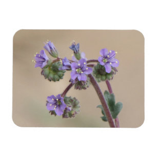 Imán Wildflowers de la púrpura de Phacelia