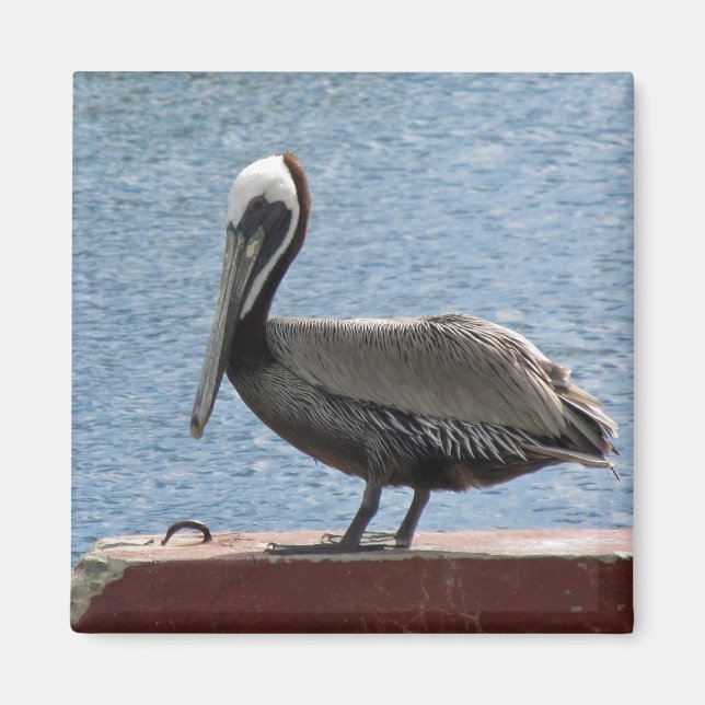 Imán Wildlife Brown Pelican Water Photo (Frente)