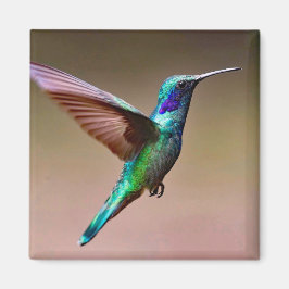 Imán Wildlife Green Hummingbird Photo