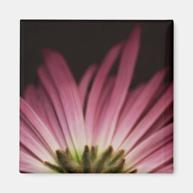 Imán Wiled Purple Daisy (Frente)