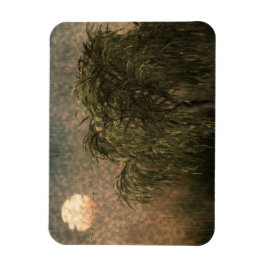 Imán Willow at Sunset