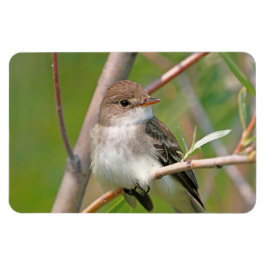 Imán Willow Flycatcher