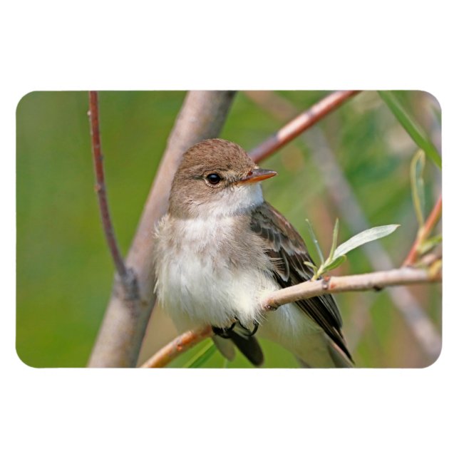 Imán Willow Flycatcher (Horizontal)