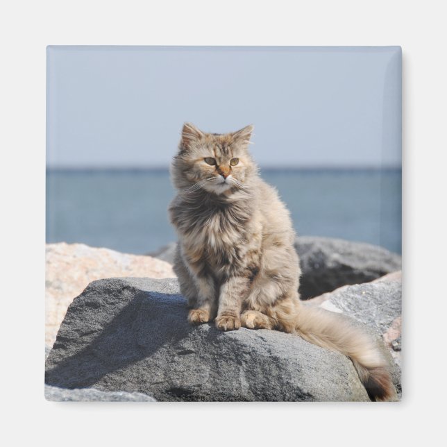 Imán Windswept Cat by the Sea Cute Photo (Frente)
