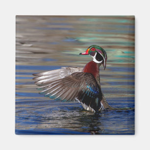 Imán Wing Flapping Wood Duck