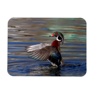Imán Wing Flapping Wood Duck