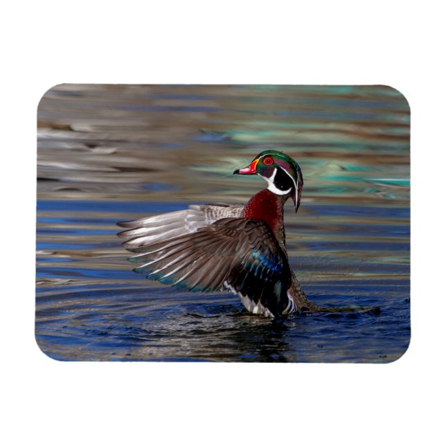 Imán Wing Flapping Wood Duck (Horizontal)
