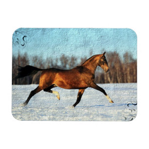 Imán Winter Akhal-teke