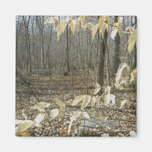 Imán Winter Birch Magnet