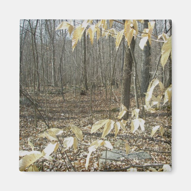 Imán Winter Birch Magnet (Frente)