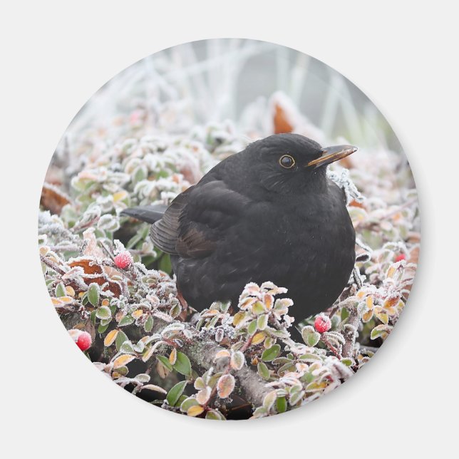 Imán Winter Blackbird (Frente)