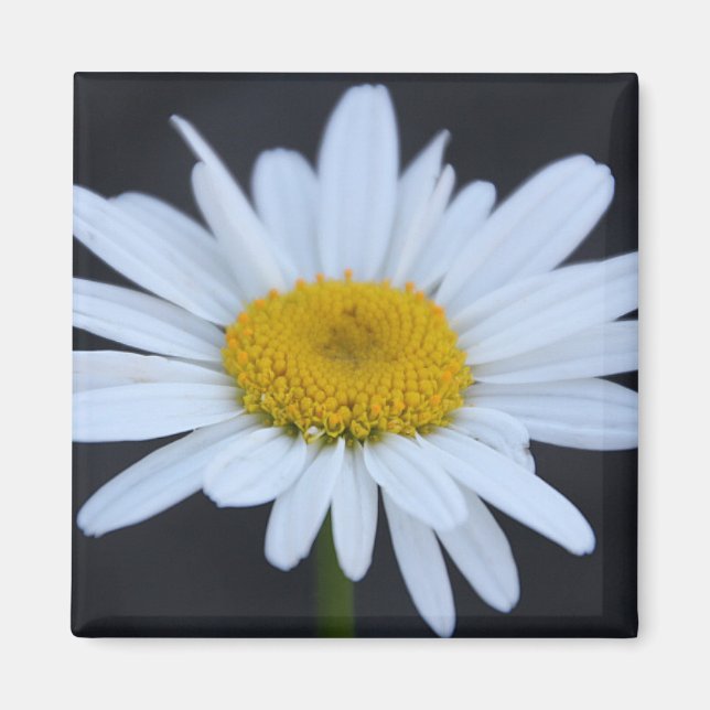 Imán Winter Daisy (Frente)