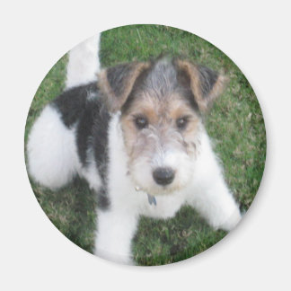 Imán Wire Fox Terrier Puppy Magnet