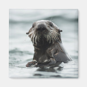 Imán Wise Otter