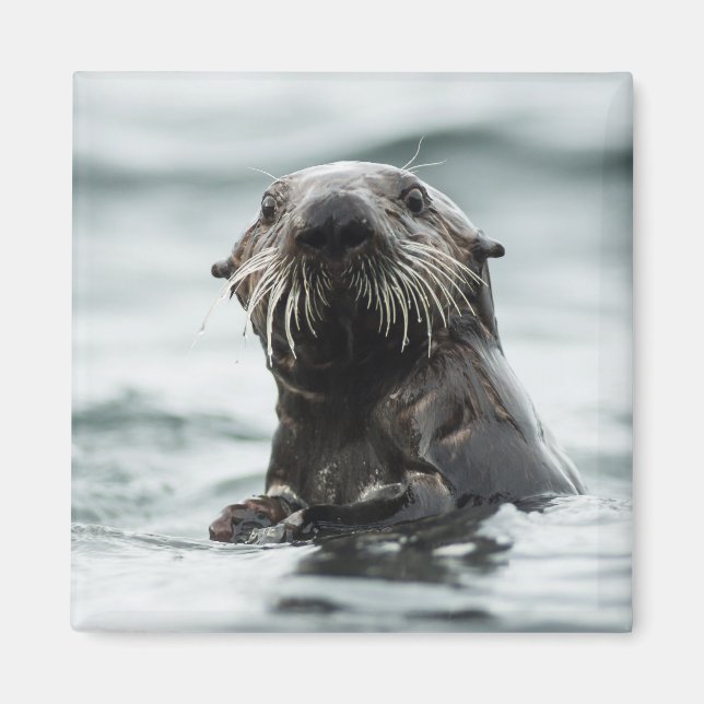Imán Wise Otter (Frente)