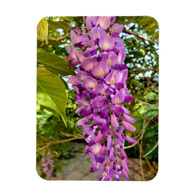 Imán Wisteria Bloom (Vertical)