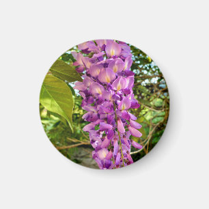 Imán Wisteria Bloom Magnet