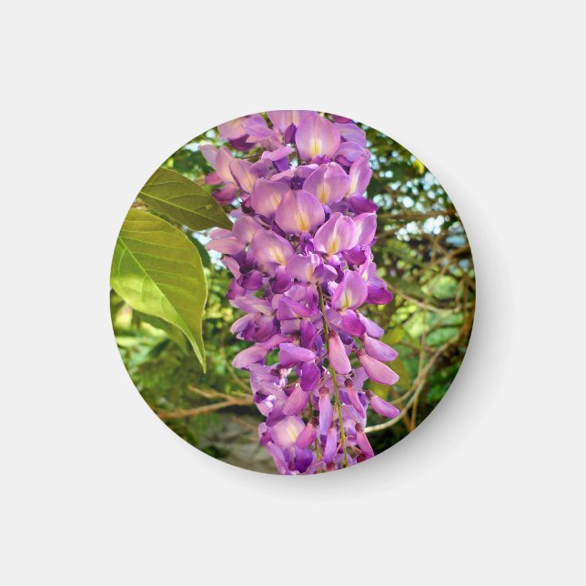 Imán Wisteria Bloom Magnet (Frente)