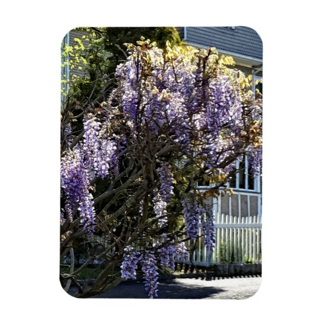 Imán Wisteria en flor (Vertical)
