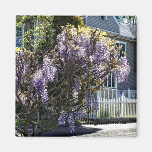 Imán Wisteria en flor