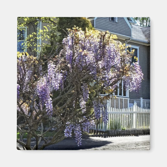 Imán Wisteria en flor (Frente)