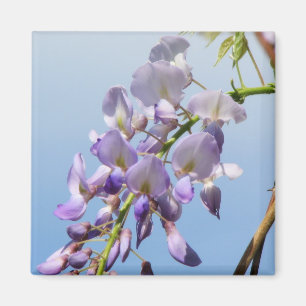 Imán Wisteria púrpura