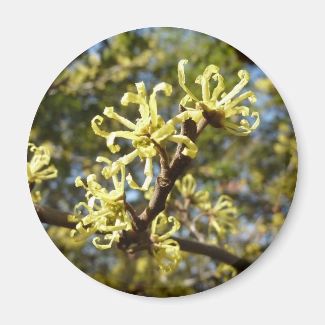 Imán Witch Hazel Flowers (Frente)