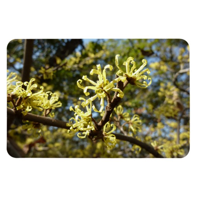 Imán Witch Hazel Flowers (Horizontal)