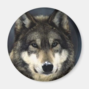 Imán Wolf