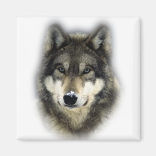 Imán Wolf