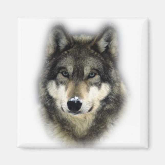 Imán Wolf (Frente)