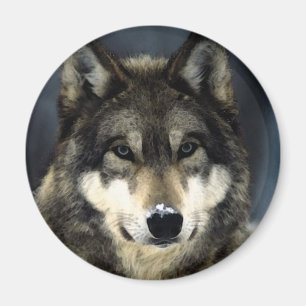 Imán Wolf